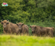 Zielona Szkoła w Bieszczadach - Przygoda, Natura i Edukacja!